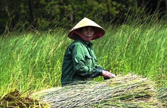 thu hoạch cây bàng